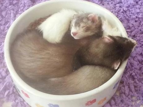 Ferrets Asleep in Food Bowl