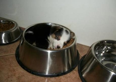 Dog Asleep in Food Bowl