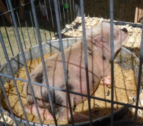 Pig Asleep in Food Bowl