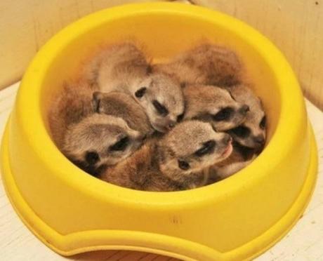 Meerkats Asleep in Food Bowl