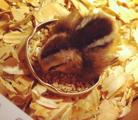 Chick Asleep in Food Bowl