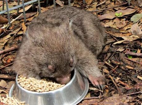 Baby wombat Asleep in Food Bowl