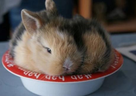 Rabbit Asleep in Food Bowl