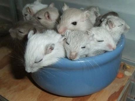 Gerbils Asleep in Food Bowl