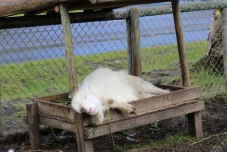 Goat Asleep in Food Bowl