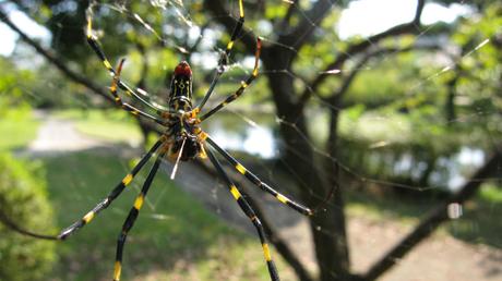 Invasive Joro spider takes hold in US