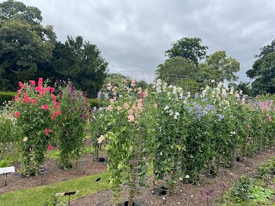 Sweetpeas at Easton Walled Gardens