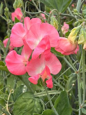 Sweetpeas at Easton Walled Gardens