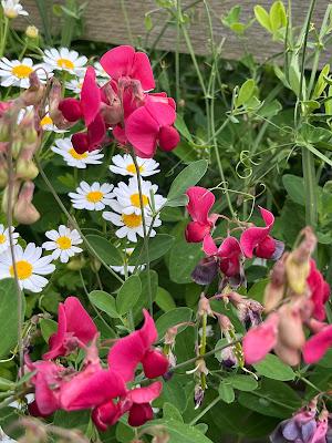 Sweetpeas at Easton Walled Gardens