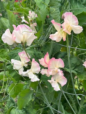 Sweetpeas at Easton Walled Gardens