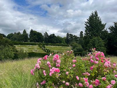 Sweetpeas at Easton Walled Gardens