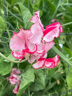 Sweetpeas at Easton Walled Gardens