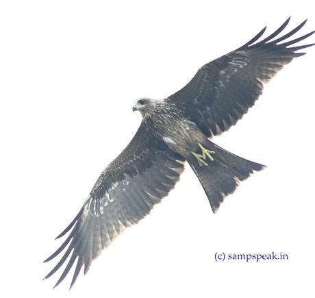 Black Kite ! - பொன்னோவியம் கண்டேனம்மா எங்கெங்கும் Black Kite ! - பொன்னோவியம் கண்டேனம்மா எங்கெங்கும்