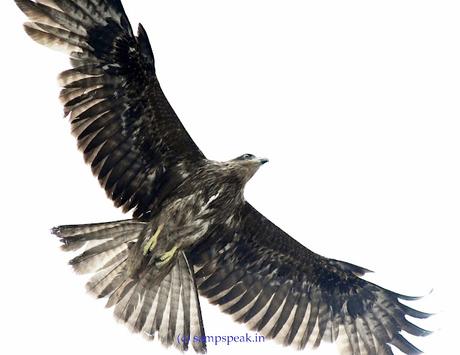 Black Kite ! - பொன்னோவியம் கண்டேனம்மா எங்கெங்கும் Black Kite ! - பொன்னோவியம் கண்டேனம்மா எங்கெங்கும்