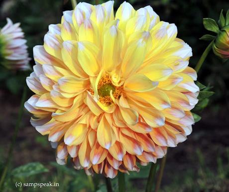 Dahlia !  -  No problem  - மலர்களே மலர்களே