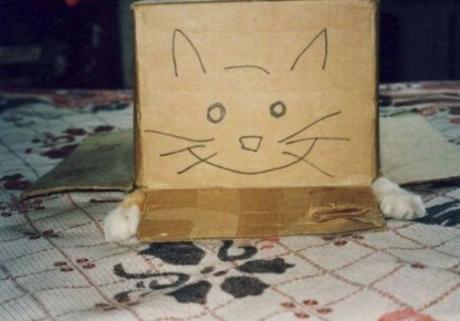 Cat With Funny Eyes on a Box