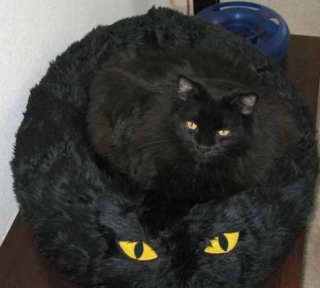 Cat With Funny Eyes on a Cat Bed