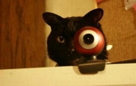 Cat With Funny Eye on a Webcam