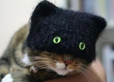 Cat With Funny Eyes on a Balaclava