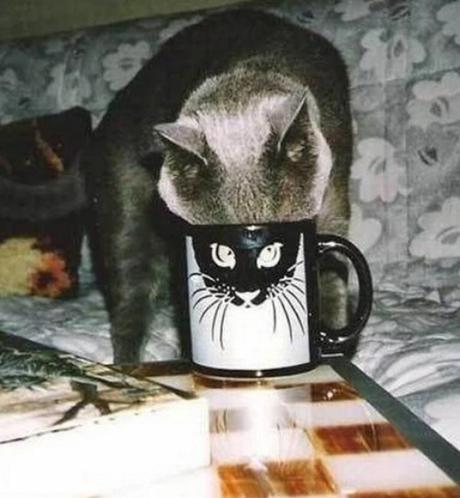 Cat With Funny Eyes on a Mug