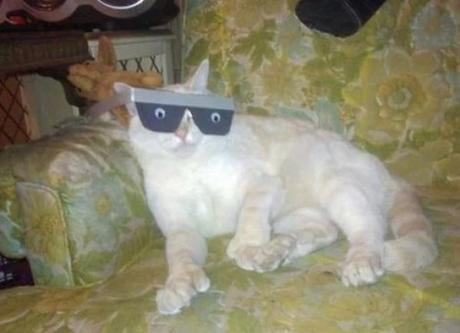 Cat With Funny Eyes On a Pair of Silly Glasses