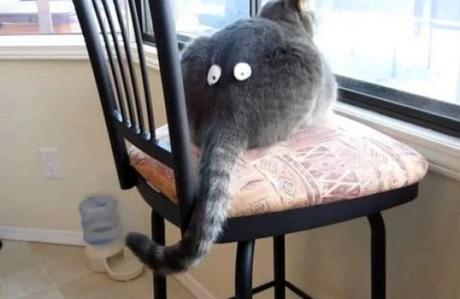 Cat With Funny Eyes stuck on His Rear