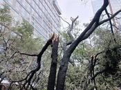 When Will Power Back After Hurricane Beryl? Houston Public Media