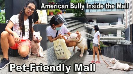 American Bully Escobar,
Escobar's first mall visit,
Dog adventures BGC,
Taking dogs to the mall,
American Bully vlog,
Pet-friendly malls BGC,
Dog outings Manila,
Joyful moments with pets,
Exploring BGC with pets,
Heartwarming dog vlogs,
First-time dog adventures,
Escobar meets Joy,
Dog-friendly places Manila,
Pet adventures Philippines,
BGC mall pet experience,
Dog vlogs Philippines,
Unforgettable pet outings,
Escobar's big adventure,
Fun with American Bully,
Pet-friendly BGC activities,