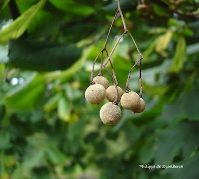 Tree-following: Basswood in South Dakota (barely)