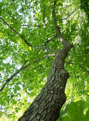 Tree-following: Basswood in South Dakota (barely)