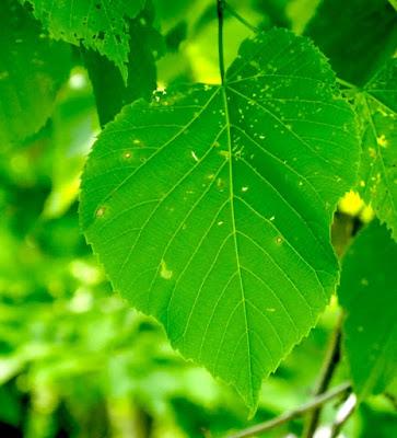 Tree-following: Basswood in South Dakota (barely)