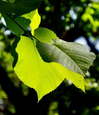 Tree-following: Basswood in South Dakota (barely)