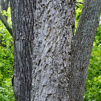 Tree-following: Basswood in South Dakota (barely)