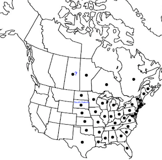 Tree-following: Basswood in South Dakota (barely)