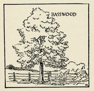 Tree-following: Basswood in South Dakota (barely)