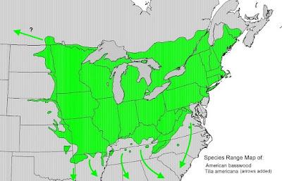 Tree-following: Basswood in South Dakota (barely)