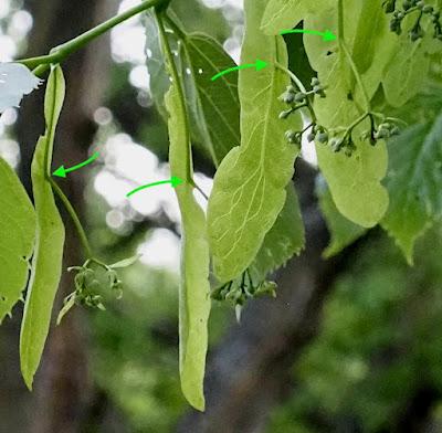 Tree-following: Basswood in South Dakota (barely)