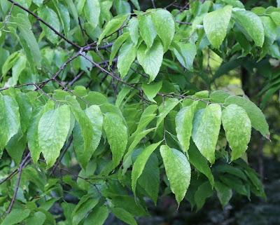 Tree-following: Basswood in South Dakota (barely)