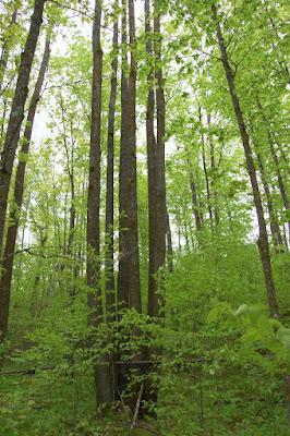 Tree-following: Basswood in South Dakota (barely)