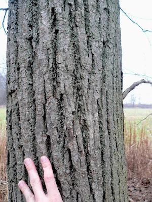 Tree-following: Basswood in South Dakota (barely)