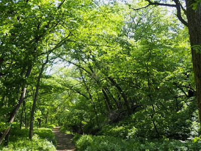 Tree-following: Basswood in South Dakota (barely)