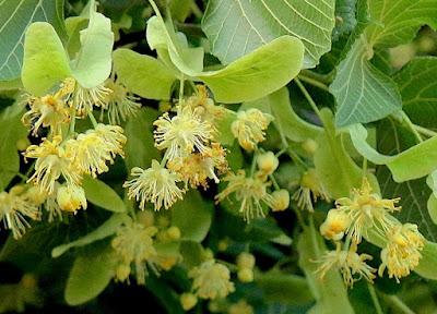 Tree-following: Basswood in South Dakota (barely)