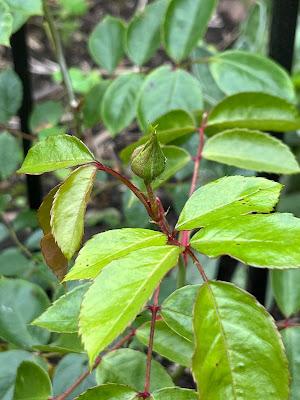 A rose called ginger