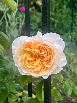 A rose called ginger