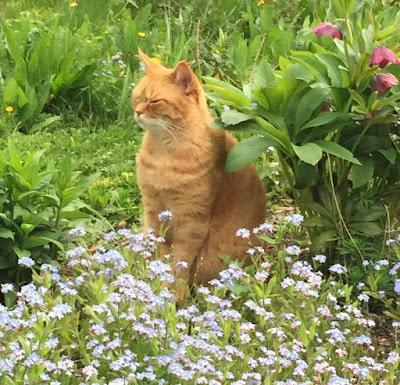 A rose called ginger