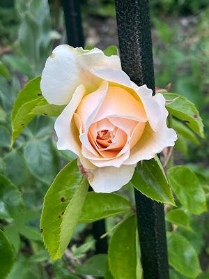 A rose called ginger