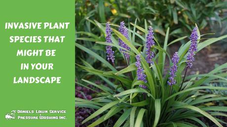 Invasive Plant Species That Might Be in Your Landscape