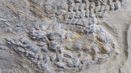 Fossil of ancient shark that swam during the age of dinosaurs solves age-old mystery