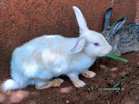 Bunny, the Rabbits ! ~ சூப்பர் ஸ்டாரு யாருன்னு கேட்டா ! Bunny, the Rabbits ! ~ சூப்பர் ஸ்டாரு யாருன்னு கேட்டா !
