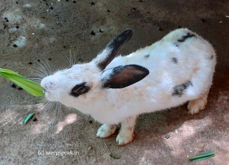 Bunny, the Rabbits ! ~ சூப்பர் ஸ்டாரு யாருன்னு கேட்டா ! Bunny, the Rabbits ! ~ சூப்பர் ஸ்டாரு யாருன்னு கேட்டா !